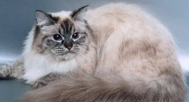 Карнавална порода neva cat, година -олд котка
